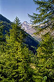 L'alta Val di Rhemes il Granta Parey (3387 m) si intravede tra i larici.